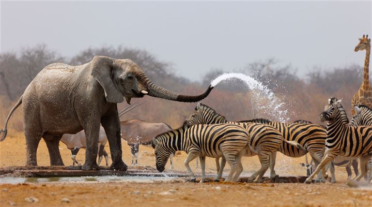 Caprivi ©johan63/istock